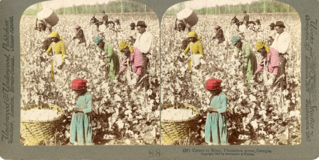 Plantation de coton en Georgie (Etats-Unis) en 1895.